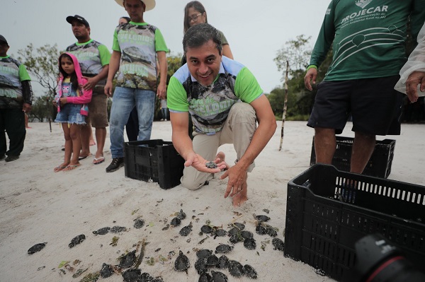 Governador Wilson Lima participou da soltura de 20 mil filhotes de tartarugas