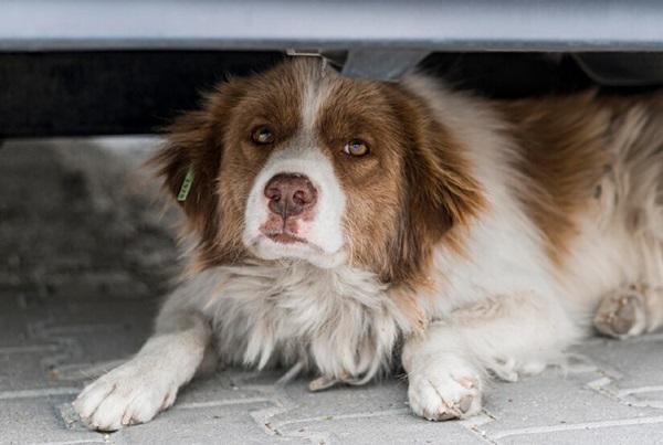 Saiba como proteger os pets do barulho dos fogos de artifício no ano novo