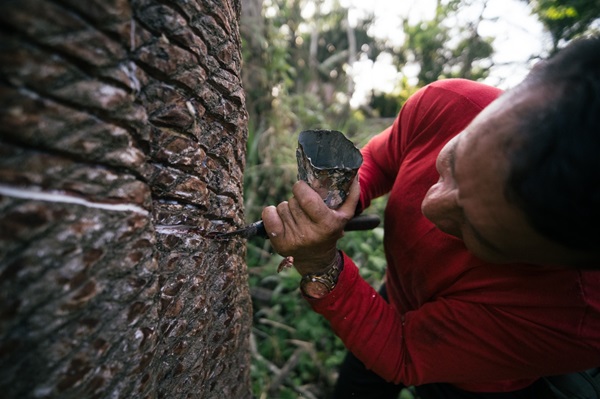 Mais de 80 seringueiros debatem fortalecimento da produção sustentável da borracha na Amazônia 
