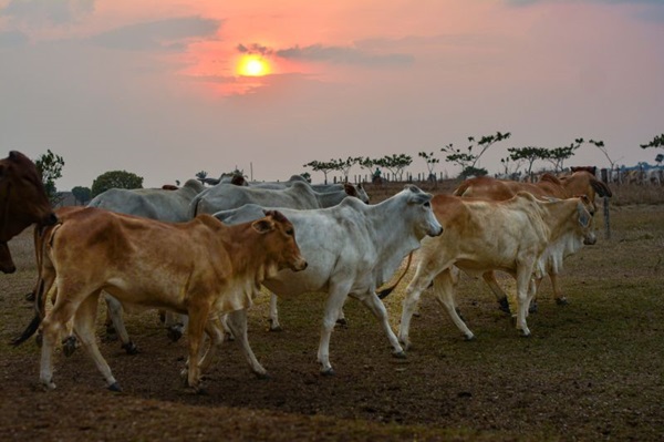 Pará conquista reconhecimento nacional de Zona Livre de Febre Aftosa sem vacinação