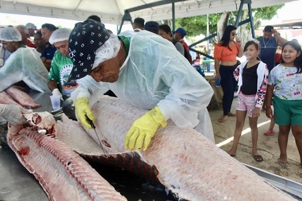 Manejo do pirarucu de Atalaia do Norte é vencedor do Prêmio Sebrae Prefeitura Empreendedora