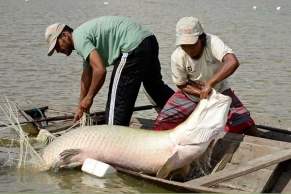 Especialistas se reúnem em Manaus para evento internacional de piscicultura na Amazônia_Portal Cultura Amazônica