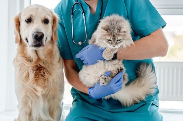 UNINORTE oferece cuidados essenciais para animais de estimação