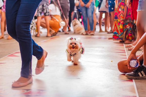 Um cachorro desfilando , todo empolgado em evento pet