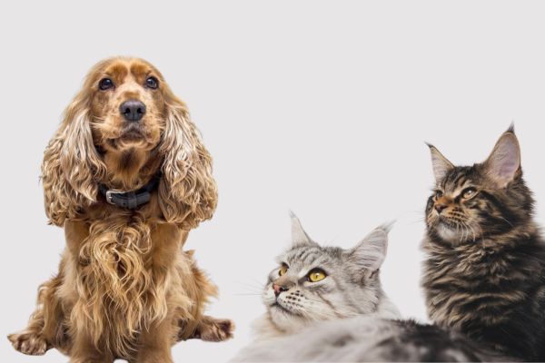 um cão e dois gatos em destaque