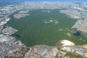 Fragmento Florestal da UFAM
