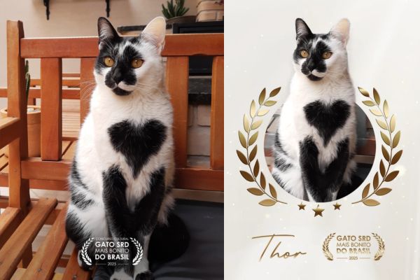 vencedor de 2025, Thor do concurso